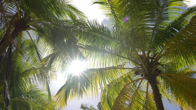 Blur tropical green palm leaf with sun light, abstract natural background with bokeh. Defocused Lush Foliage, veines, striped exotic fresh juicy leaves in shadow. Ecology, summer and vacation concept.