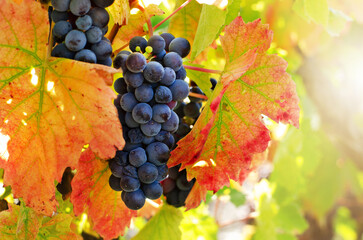 Blue grape cluster on vine closeup photo