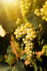 Green grapes on vine over grape leaves bright background