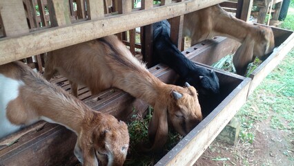 Adorable goats enjoying a delicious meal peaceful farm scene serene rustic atmosphere