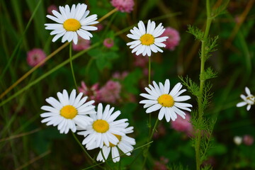 Close-up shot of daisies with white petals and yellow centers in a field