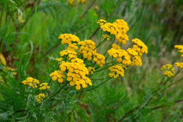Vibrant Tansy Blossoms in a Natural Setting wallpaper
