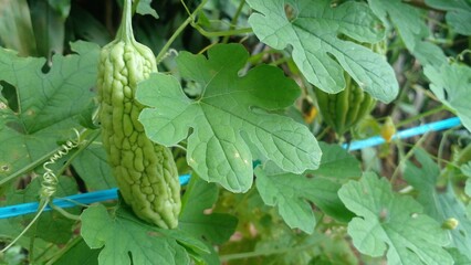 Fresh bitter melon growing on the vine vibrant green healthy plant