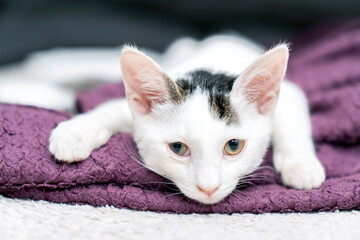  Adorable white kitten with heterochromia eyes lying on purple blanket, looking curious and...