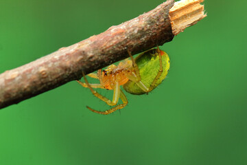green spider insect on a stick
