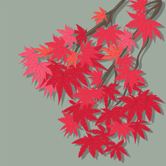 Flat vector illustration with red japanese leaves in autumn, seasonal  outdoor abstract background