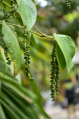 Fresh green pepper on tree in nature