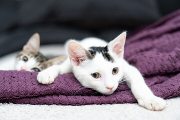Two adorable kittens cuddling on cozy blanket, cute domestic cats relaxing indoors, playful feline...