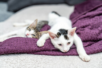 Two adorable kittens cuddling on cozy blanket, cute domestic cats relaxing indoors, playful feline friendship, sweet sleepy pets, lovely baby animals, soft fur, whiskers, home comfort, love