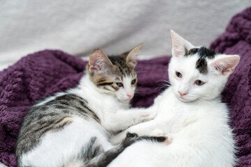 Two adorable kittens cuddling on cozy blanket, cute domestic cats relaxing indoors, playful feline friendship, sweet sleepy pets, lovely baby animals, soft fur, whiskers, home comfort, love