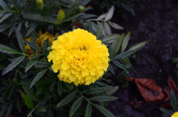 A close-up shot of a vibrant yellow marigold in full bloom, surrounded by green leaves.