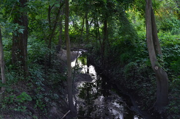 A tranquil stream flowing through a lush forest with dappled sunlight