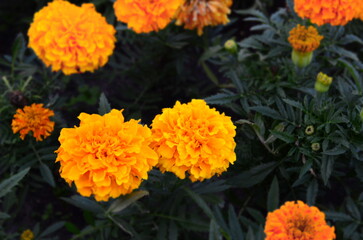 Close-up of vibrant orange marigold flowers in bloom