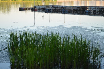 Lush aquatic plants growing near docks on a calm lake.