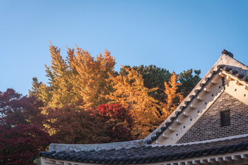 단풍