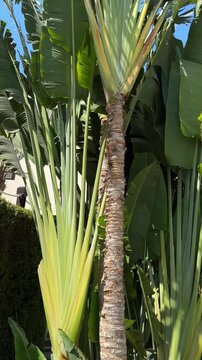 tropical tall African Sabal fan palms gracefully sways against blue sky, natural beauty tropics, infinity tropical background, banner for travel agencies, hotels, airlines