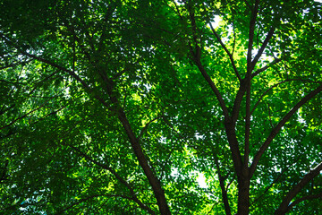 A view of trees and leaves in a park on a sunny summer morning