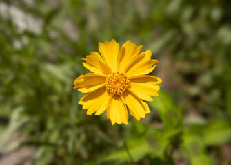 Pretty yellow flowers seen in the morning park and garden