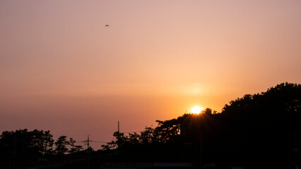 Sunset and horizon from the beach, and seagull flying high above the beach