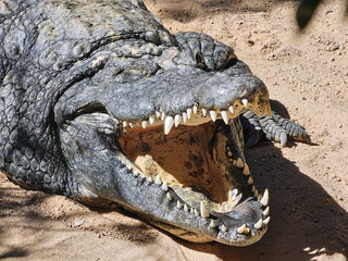 Crocodile Close-Up