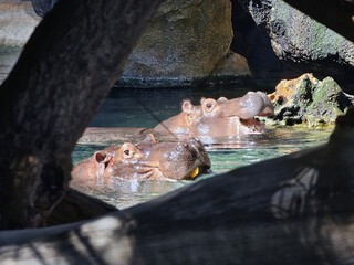 Hippos in Water