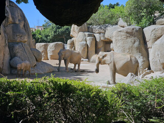 Elephants in Habitat