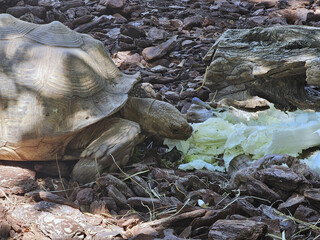 Tortoise Eating