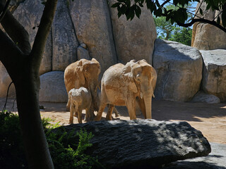 Elephant Family