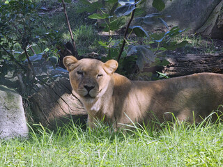 Lioness Resting Alert