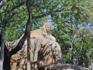 Lioness on Rock