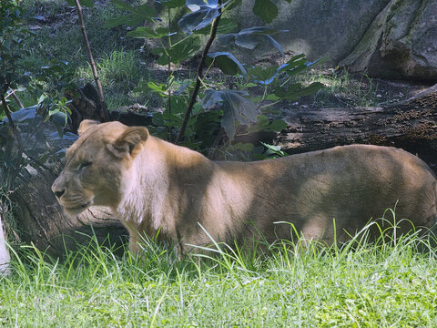 Lioness Resting Eyes Closed