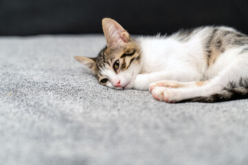 Adorable tabby kitten sleeping peacefully on soft grey blanket, close up of cute baby cat resting indoors, cozy and calm domestic pet photo perfect for animal care, sleep, or pet lifestyle themes