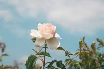 장미꽃