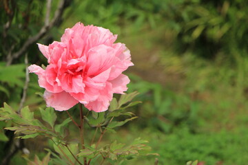 綺麗に咲いた牡丹の花