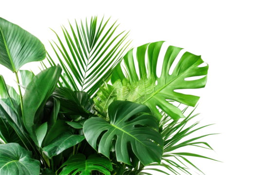 Transform your space with vibrant tropical plants bringing a lush and refreshing atmosphere for any home or office setting