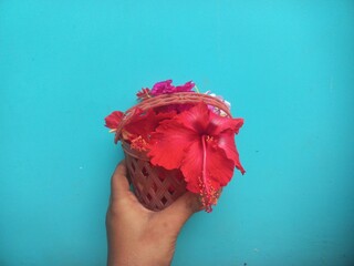 All kinds of red flowers in plastic basket in blue background.Handheld plastic basket containing...