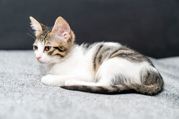 Adorable tabby kitten sleeping peacefully on soft grey blanket, close up of cute baby cat resting indoors, cozy and calm domestic pet photo perfect for animal care, sleep, or pet lifestyle themes