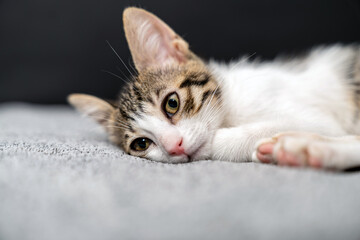 Adorable tabby kitten sleeping peacefully on soft grey blanket, close up of cute baby cat resting...