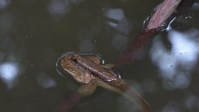 A giant mudskipper (Periophthalmodon schlosseri) perches on a submerged mangrove root in a wetland environment, and slowly swim away, close up shot.