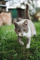 Curious gray and white cat walking on green grass in a backyard. Close-up shot of a domestic feline with orange eyes, focused expression, and natural outdoor setting. High quality photo