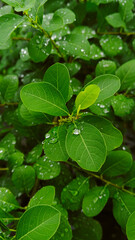 A close-up view of intricately veined green leaves showcasing natural symmetry and organic patterns.