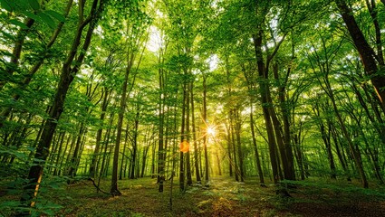 Obraz premium Lush green forest with sunbeams trees sunlight