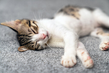 Adorable tabby kitten sleeping peacefully on soft grey blanket, close up of cute baby cat resting...