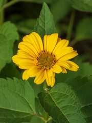 Captivating close-up of a vibrant yellow Heliopsis flower blooming amidst green foliage