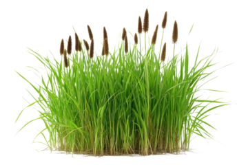 Bush bulrush stands tall with vibrant green grass surrounded by a clean white background, showcasing natural beauty and simplicity