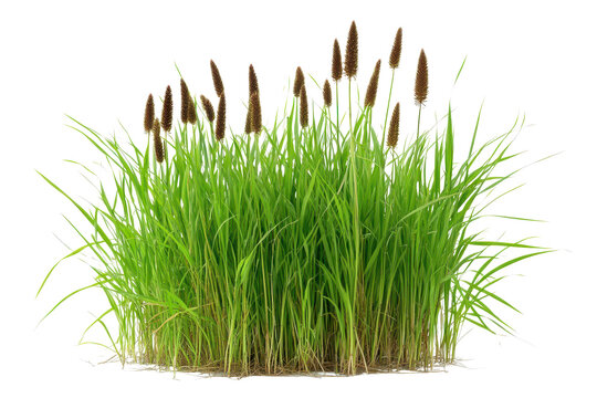 Bush bulrush stands tall with vibrant green grass surrounded by a clean white background, showcasing natural beauty and simplicity