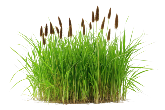 Bush bulrush stands tall with vibrant green grass surrounded by a clean white background, showcasing natural beauty and simplicity