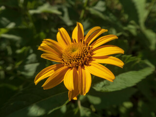 A captivating medium shot of a bright yellow Heliopsis flower with green leaves in the background