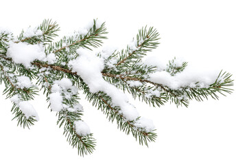 Pine branches adorned with fresh snow create a serene winter landscape on a bright white background in a peaceful natural setting