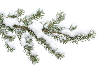 Pine branches adorned with fresh snow create a serene winter landscape on a bright white background in a peaceful natural setting